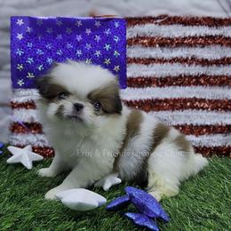 Bingo - Sable and white female Japanese Chin puppy in Johnson City, Tennessee from Erin & Friends Japanese Chin