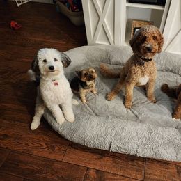 Australian Labradoodle Puppies from Lindsey's Loving Labradoodles