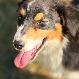KitKat Jr. - Black tri-color female Australian Shepherd puppy in De Leon, Texas from Oceanwood