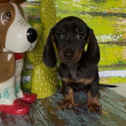 Daffodil - Red female Dachshund puppy in Floresville, Texas from Muddy River Dachshunds