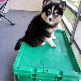 Pomsky Puppies from Your Friend Seamus' Studds