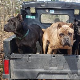 American Corgis and Cane Corso from Crazy Women Northern Guardians