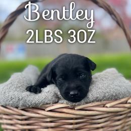 Bentley - Black male Dilute Retriever puppy in Puyallup, Washington from 12 Door Farm Labradors