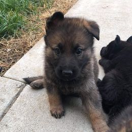 German Shepherds from Koch Hoher Zwinger