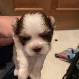 Shih Tzu Puppies from Dorothy Agrippino's Shih Tzus