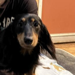 Donnie - Dachshund