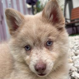 Gennie - Lavender female Pomsky puppy in Spring Hill, Florida from PDQ Pomskies