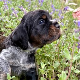 Sequoia (Green) - Black white and tan female English Springer Spaniel puppy in Conifer, Colorado from Majestic Mountain Springs