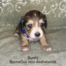 Bunny - Cream female Dachshund puppy in Lexington, Oklahoma from BooneDox Miniature Dachshunds