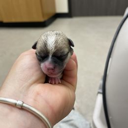 Jerry - Black sabled fawn male Chihuahua puppy in Westport, New York from Chantilly chihuahuas