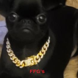 Shay - Brussels Griffon