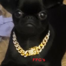 Shay - Brussels Griffon