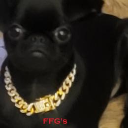 Shay - Brussels Griffon