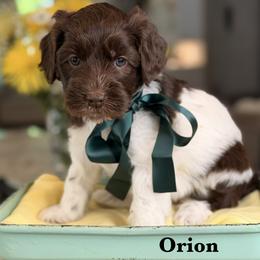 Orion - Chocolate male Australian Labradoodle puppy in Citrus Heights, California from Elite Blend Labradoodles