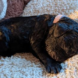 Mira - Bernedoodle puppy in Germantown, Wisconsin from Love for Doodles, LLC / 262.720.0190
