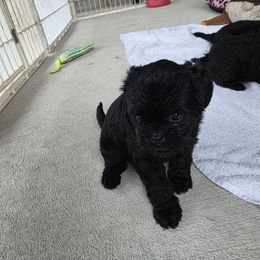 Girl 2 - Black female Affenpinscher puppy in Hastings, Florida from Tamari Affenpinchers and Oakhurst Rhodesians