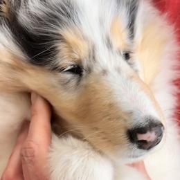 Collies from Verterra Collies