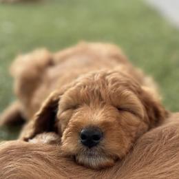 Double Doodle and Goldendoodle Puppies from Red White and Doodle