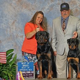 Rottweilers from Cimmerron Rottweilers
