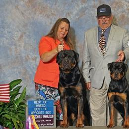 Rottweilers from Cimmerron Rottweilers