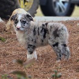 Will Scarlett - Blue merle male Australian Shepherd puppy in Wrightsville, Georgia from Wild Magnolia Farms Aussies
