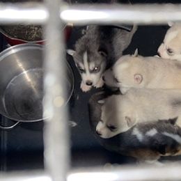 Siberian Huskies from Happy Huskies