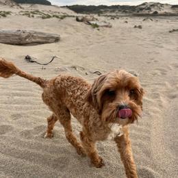 Mango - Cavapoo
