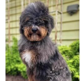 Howie - Bernedoodle