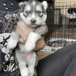 Siberian Husky Puppies from Fly Siberian
