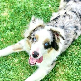 Miniature Australian Shepherds, Pembroke Welsh Corgis, and Toy Australian Shepherds from Spring Creek Aussies + Corgis