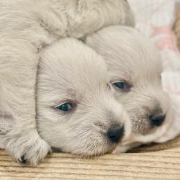 Female 2 - White female West Highland White Terrier puppy in Boaz, Alabama from Creekside Westies