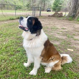 Max - Saint Bernard