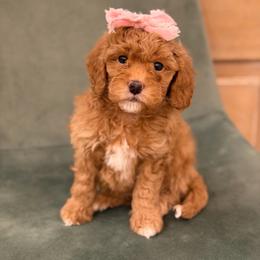 Pink Girl 3500 FREE USdelivery - Red  female Goldendoodle puppy in Mayfield, Utah from Ruff Country Doodles