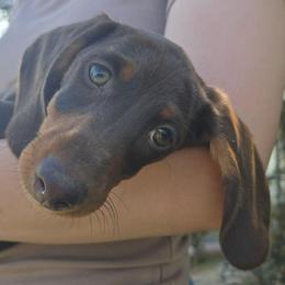 Marshall - Chocolate and tan male Dachshund puppy in Signal Mountain, Washington from Hot Diggity Doxens