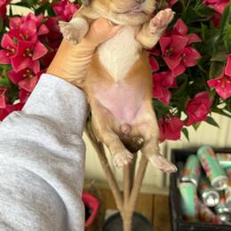 Honey - Piebald female Dachshund puppy in Harold, Kentucky from Taylors Tiny Tails