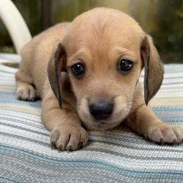 Boy 2 - Cream male Dachshund puppy in Jacksonville, Florida from Little Lords & Ladies Dachshunds