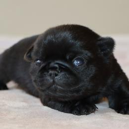 Jack - Black male Pug puppy in Winnsboro, Texas from Southern pugs