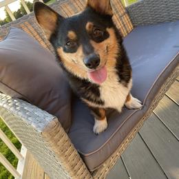American Corgi puppies from Burns Corgis