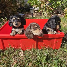 Dachshund Puppies from Pine & Paws Dachshunds