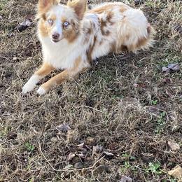 Starla - Toy Australian Shepherd