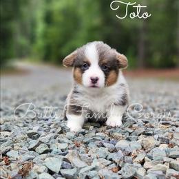 Toto - Blue merle and white male American Corgi puppy in Cameron, North Carolina from Butts Family Corgis