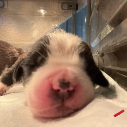 Red collar - Mahogany and white male Saint Bernard puppy in New Philadelphia, Ohio from Fletchers Saints