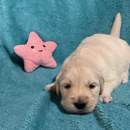 Pinkie - Light golden female Golden Retriever puppy in Ennis, Texas from Amberidge Golden Retrievers