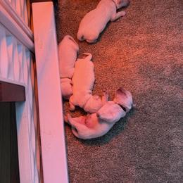 Miss white - Light golden female Golden Retriever puppy in Douglas, Massachusetts from Oak Breeze Retrievers
