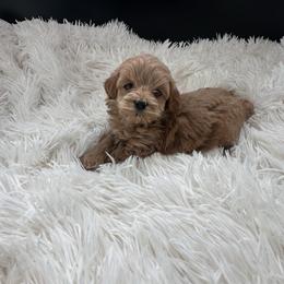 Iowa - Cream male Goldendoodle puppy in Graham, North Carolina from Geise Meadow Doodles