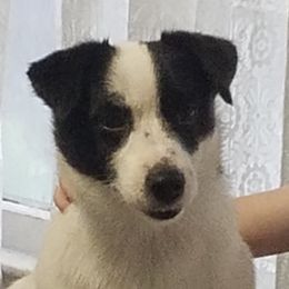 Jesse - Russell Terrier