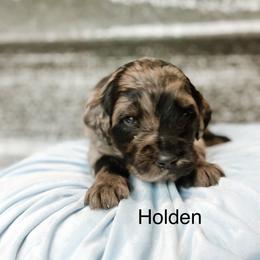Holden - Merle male Goldendoodle puppy in Pasco, Washington from Camp Doodle Woods