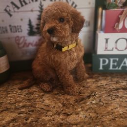 Girl 1 - Red  Goldendoodle puppy in Wellford, South Carolina from 4goldendoodles