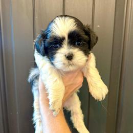 Tabitha - Black and white female Shih Tzu puppy in Stroud, Oklahoma from Laik’s Little Shihtz & Poms