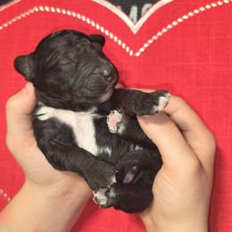 Charlie Brown - Black and white male Aussiedoodle puppy in Cumberland, Rhode Island from W Doodle Crew